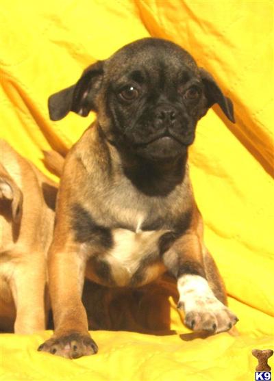 Double Puggle C