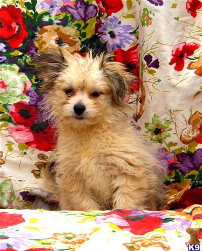 Malti-Pom Pup F3