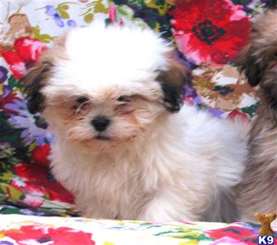 Shih-Lhasa X Shih Tzu M3