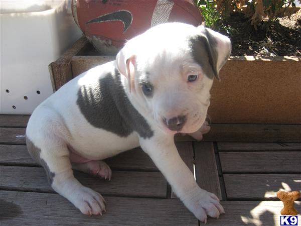 Beautiful Blue and Red Nose Puos APT