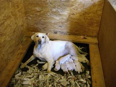 CH Lobuffs White Lab Puppies