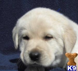 Triple CHampion White/Cream/yellow Labradors