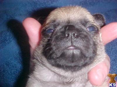 Pug Puppies