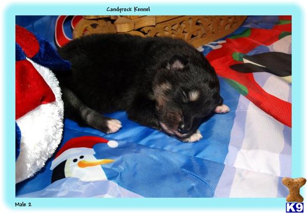 Candyrock Alaskan  Malamutes