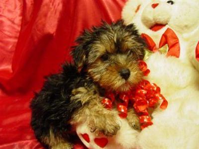 Frasier wants to cuddle with your Sweetheart