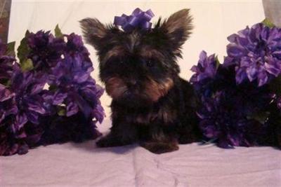 Pam is ready to go now - AKC Doll