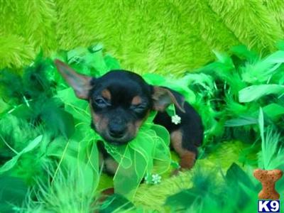 Dana, Chorkie - www.canines4less.com