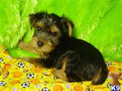 Rolly, Yorkshire Terrier - We Ship