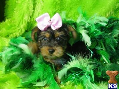 Ritzie, Yorkie - www.canines4less.com
