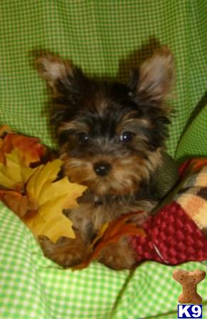 Muffy, Little Yorkie Boy - www.canines4less.com
