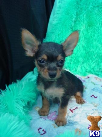 Darius, Chorkie - We Ship Nationwide