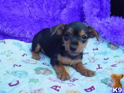Dawna, Chorkie - www.canines4less.com