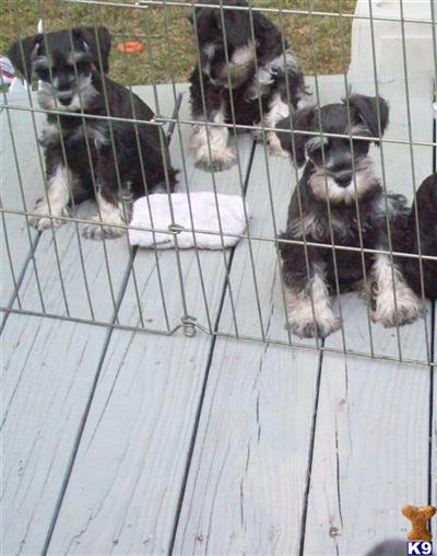 Jazz Flashy puppies