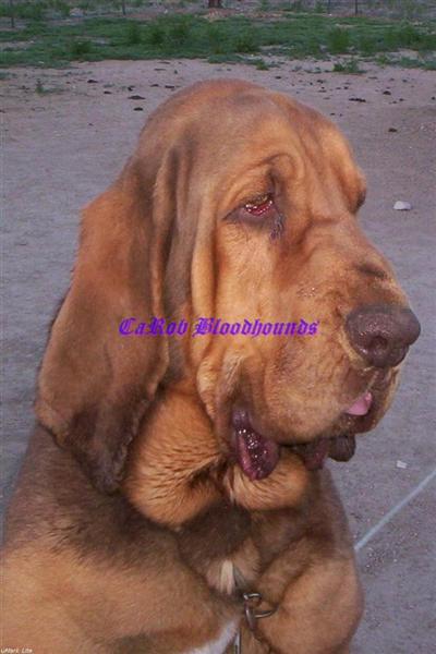 AKC BLOODHOUNDS PUPS CHAMPION LINES