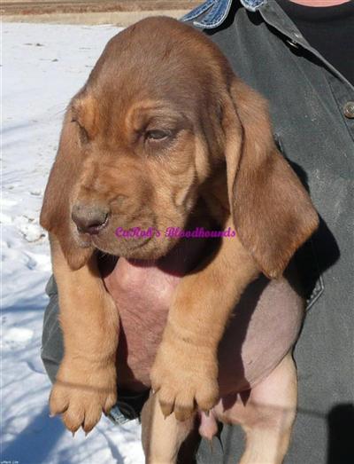 AKC BLOODHOUNDS CHAMPION BLOODLINES READY XMAS