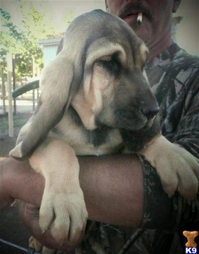 AKC CH SIRE AND DAM BLOODHOUND PUPS CH RAMSEY CREEK PUPS