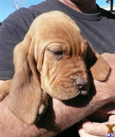 AKC CH IMPORT/BRIGHTON GRANDKID BLOODHOUND PUPS