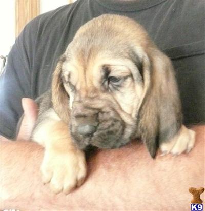 CHAMPION DOUBLE BRIGHTON IMPORT LINED AKC PUPS