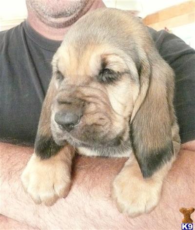 AKC CHAMPION IMPORT LINED PUPS