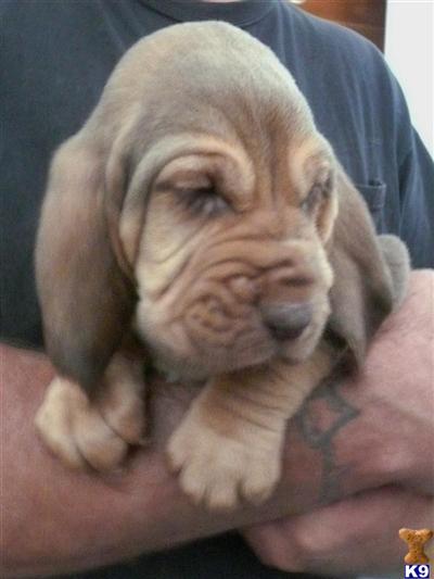 AKC DOUBLE BRIGHTON CHAMPION PUPS