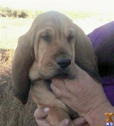 CHAMPION SIRE  DAM, BLOODHOUND PUPS CH.RAMSEY CREEK
