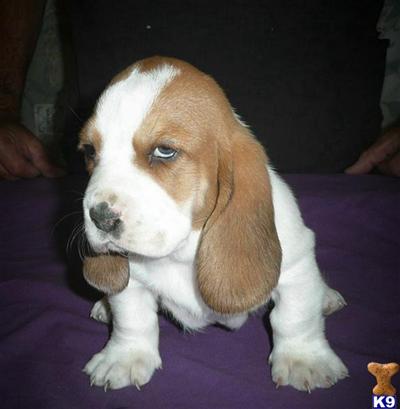 AKC BASSET HOUND PUPS CH LINES