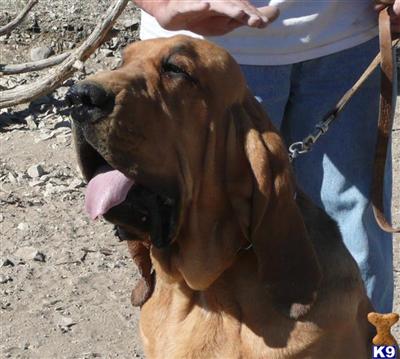 AKC BLOODHOUND PUPS DOUBLE CH BRIGHTON GRANDKIDS
