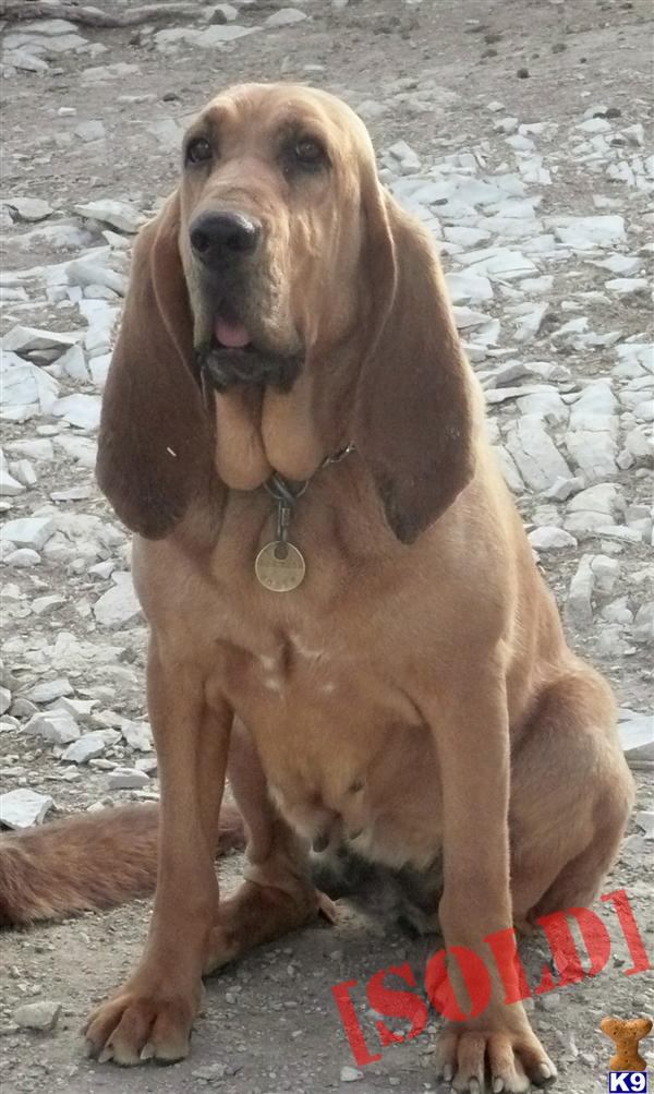 AKC Bloodhound Female Champion Lines