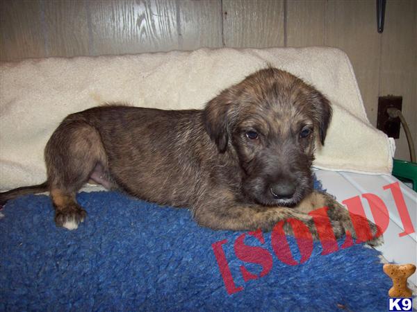 wolfhound puppies for sale ohio document moved wolfhound puppies for sale ohio document moved