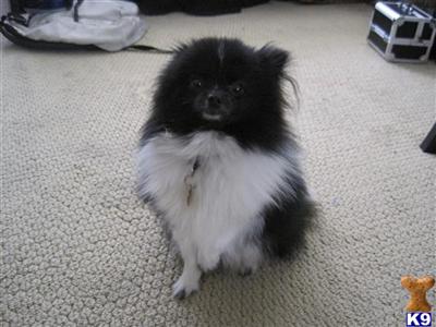 Mickey - TEACUP Pomeranian Black and White Parti - CURRENT PICS ARE OF HIM AT 8MONTHS OLD