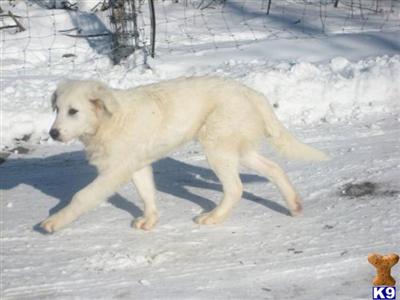 pure white maremma puppies