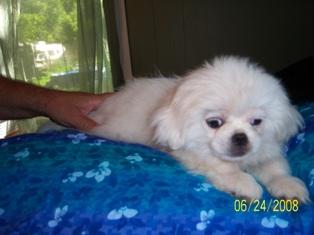 Pekingese Pups - CKC Registered