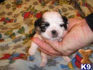 Pekingese Puppies - CKC Registered - $300