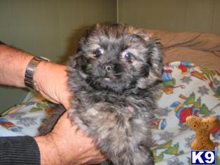 Pekapoo Puppies - CKC Registered - $300
