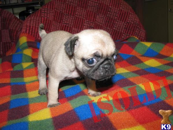 Pug Female Pup - CKC Registered