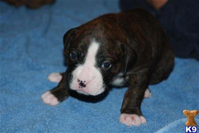 AKC Boxer Puppies ~  SOOOO CUTE  Southern New Hampshire