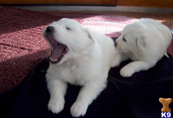 AKC Great Pyrenees Puppies All White