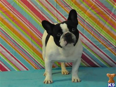 Rocky- AKC registered French Bulldog Stud