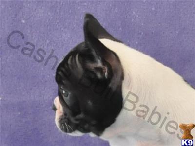 Glenda- AKC Champion Pedigree