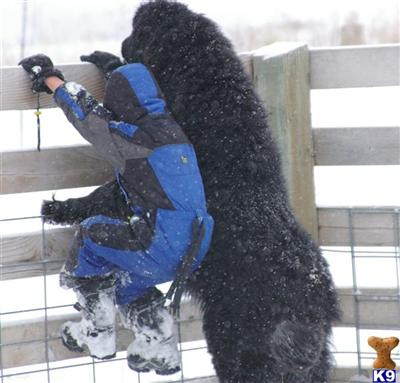 Newfoundland Puppies