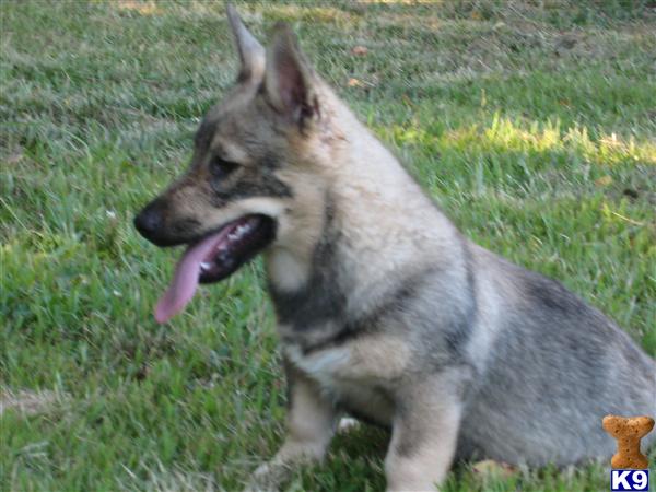 SWEDISH VALLHUND