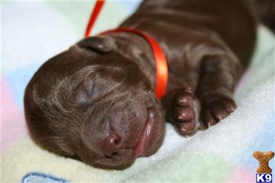 Australian Multigen Labradoodle Puppies