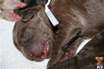 Labradoodle Puppies - Australian Multigen