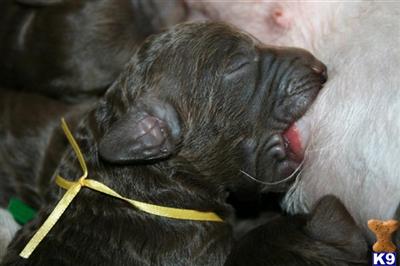 Labradoodle Puppies - Australian Multigen