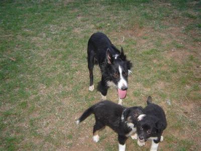 border collie puppies
