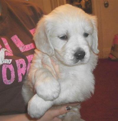 AKC English White Golden Retrievers