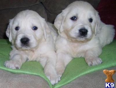 English White Golden Retriever Puppies Now Taking Deposits