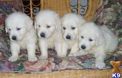 English White Golden Retriever Puppies