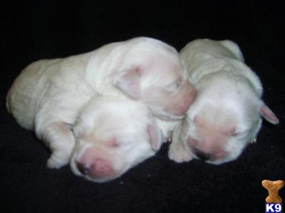 English White Golden Retriever Puppies