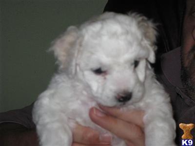 AKC Bichon Frise